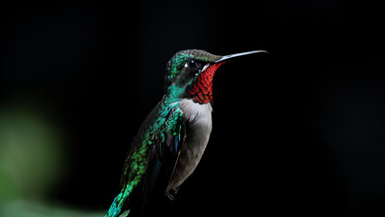 Hübscher Kolibri Vogel Nahaufnahme mit dunklen Hintergrund, ai generativ
