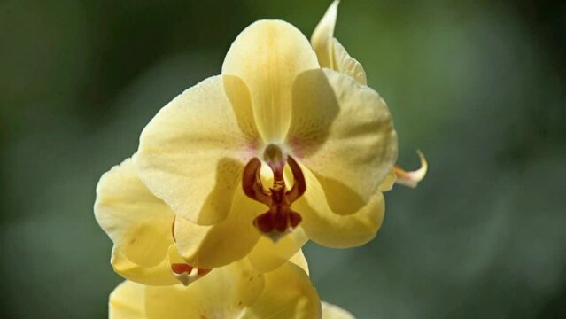 yellow Orchid branch on green natural background
