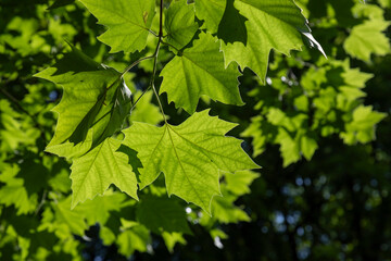Fototapeta na wymiar Green leaves of a tree against the sky.