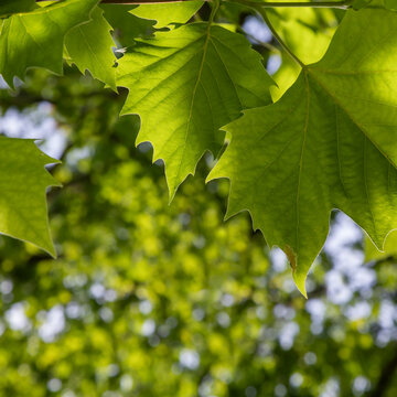 Green leaves of a tree against the sky.