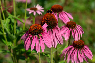 Autumn flowers echinacea. Purple coneflower on a background of green leaves.