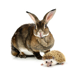 Rabbit and Hedgehog isolated on a white background