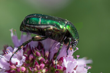 European rose chafer Cetonia aurata, called the rose chafer or the green rose chafer, is a beetle, 20 millimetres