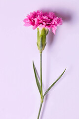 Pink carnations
