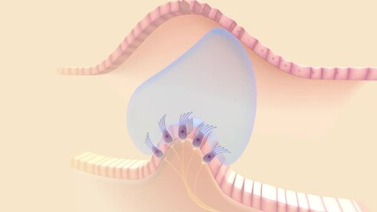 crista contains hair cells with stereocilia oriented in a consistent direction