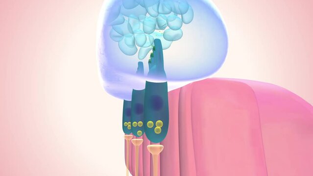 The macula of saccule lies in a nearly vertical position. Its function is to detect vertical linear acceleration