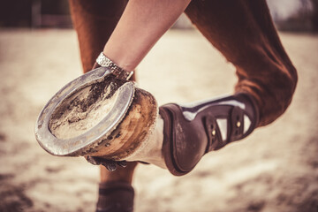 Checking the hooves and horseshoes of a horse. The correct appearance of the hoof and the horse. A...