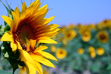 Crazy, dreamlike Sunflowers from Italy