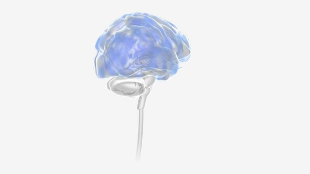 Epilepsy Seizure Activity in Neurons