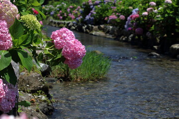 水辺に咲くピンクのアジサイ　（高知県　土佐市　加茂川親水公園）