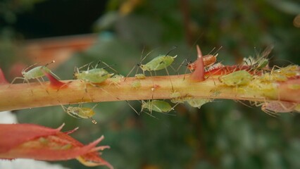 Aphid infestation. Aphids and beetles cause irreparable harm to the plant, clinging to the stem and young rosebud. Aphids on the stem of a rose. Macro shot.