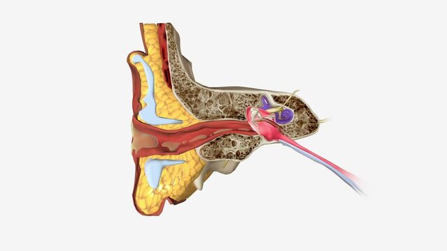 Earaches can be a symptom of ear infections or a sign of an underlying condition