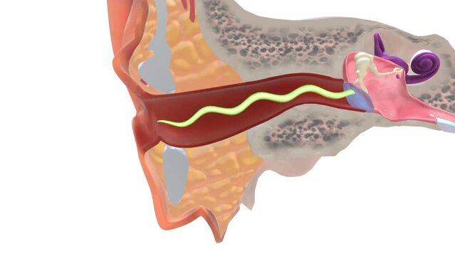 External Ear External auditory canal