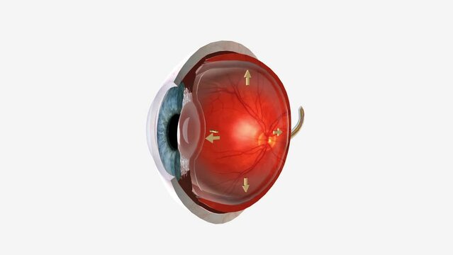 The eye is made up of three coats, which enclose the optically clear aqueous humour, lens, and vitreous body
