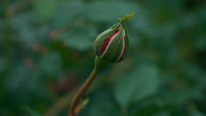 Unopened red rose bud. Insect pests on the bud. Floriculture, growing flowers, plant care concept. Macro shot.