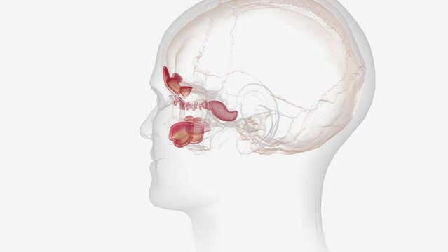 Sinusitis is an inflammation, or swelling, of the tissue lining your sinuses