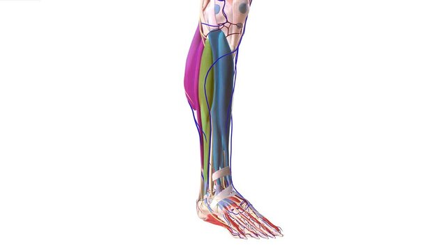 Anatomy Overview of Compartment Syndrome