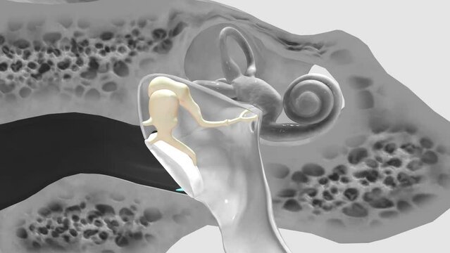 smallest bones in the body, the auditory ossicles, are three bones in each middle ear that work together to transmit soundwaves to the inner
