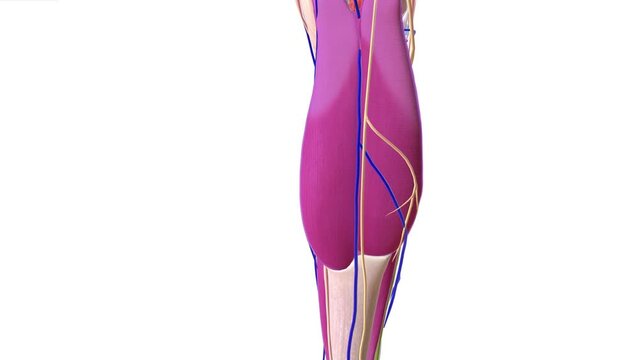 Anatomy Overview of Compartment Syndrome