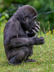 Gorilla