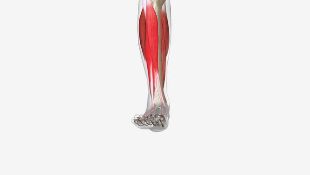 Ankle Flexion and Extension