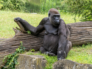 Naklejka premium Gorilla