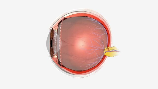 Eye Sagittal Cross Section