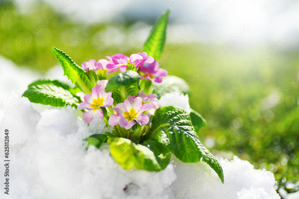 Sticker Primrose spring flower blooming on snow with green grass background, Easter spring concept. Beautiful pink flowers growing on fresh lawn with snow, garden, gardening. Winter and spring concept.  