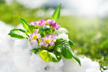 Primrose spring flower blooming on snow with green grass background, Easter spring concept. Beautiful pink flowers growing on fresh lawn with snow, garden, gardening. Winter and spring concept.   - 625112849