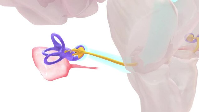 Auditory Pathway Vestibulocochlear nerve