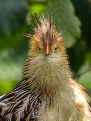 Guirakuckuck