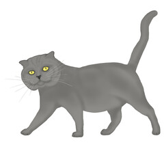 Gray cat with yellow eyes.