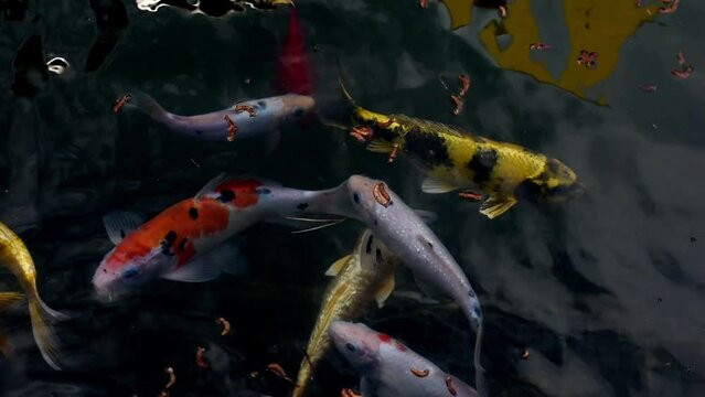 Carps Koi fish swim in the pond, fish feeding