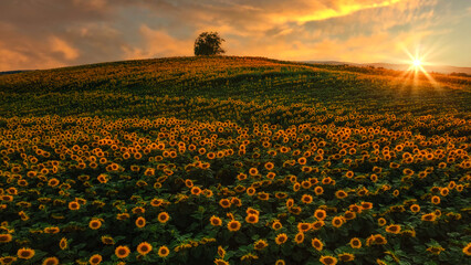 A beautiful sunflower field at sunset. 