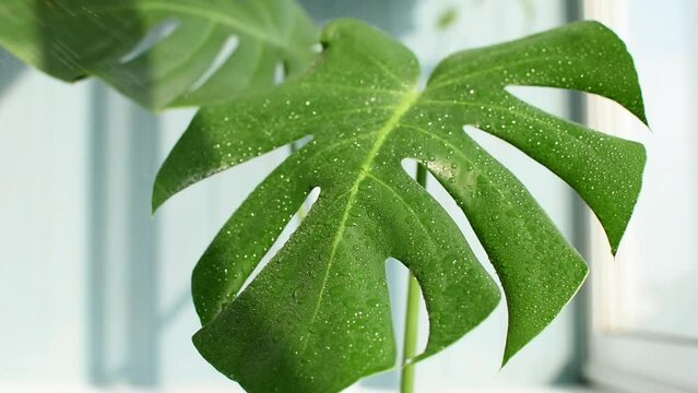 Praying a monstera with pure water from a spray bottle. Care and watering of a house palm. Water drobs on leaf