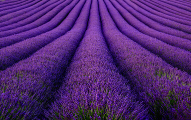 A beautiful field of blooming lavender. Sunset at a lavender field.