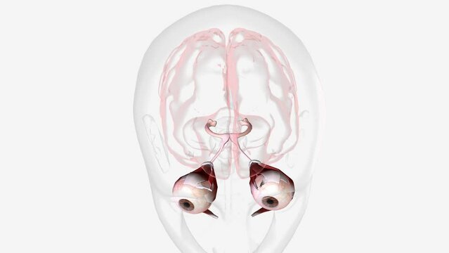 Normal Visual Pathway with Eye Movement