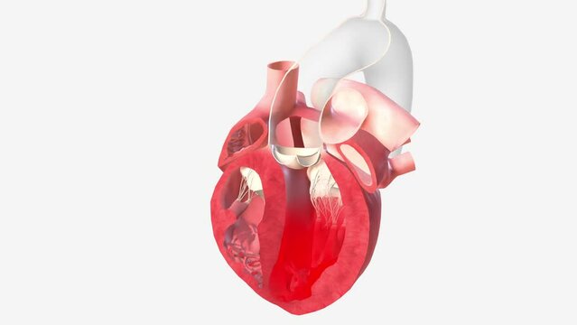 Oxygen-poor blood from the body enters your heart through two large veins called the superior and inferior vena cava