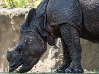 Nashorn