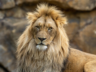 Löwe