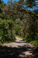Mountain gravel road, Baru volcano national park, Chiriqui,  Panama - stock photo