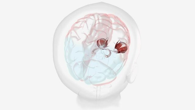 Normal Visual Pathway with Eye Movement
