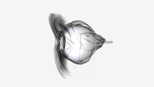 The sclera is the white outer coating of the eye. It is tough, fibrous tissue that extends from the cornea