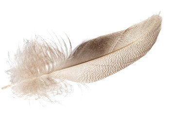 On a white isolated background duck air feather from the wing.