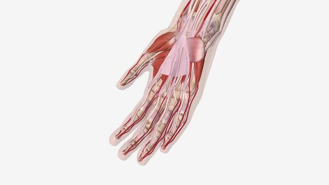 Dupuytren is Contracture Normal Anatomy