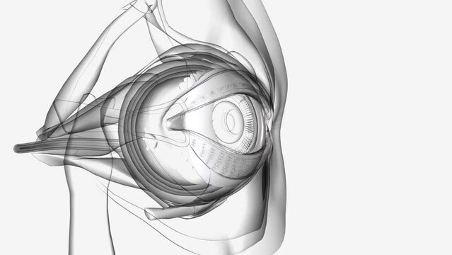 The conjunctiva is a thin, clear membrane that protects your eye