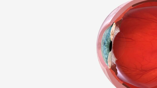 The cornea is the transparent front part of the eye that covers the iris, pupil, and anterior chamber