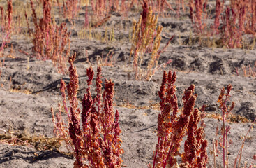 Field with quinoa in the Bolivian altiplano near Oruro; Agriculture in the highlands of South...