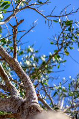 Mangrove trees that grow on the coast of Kenyamukan Beach look so fertile and are useful for preventing abrasion.
