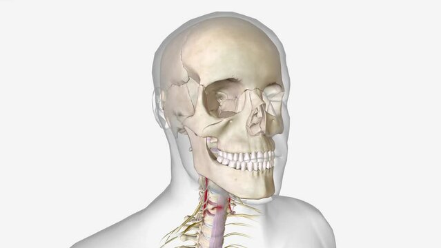 Subaxial Cervical Vertebral Body Fractures are a subset of cervical spine injuries that consist of compression fractures, burst fractures